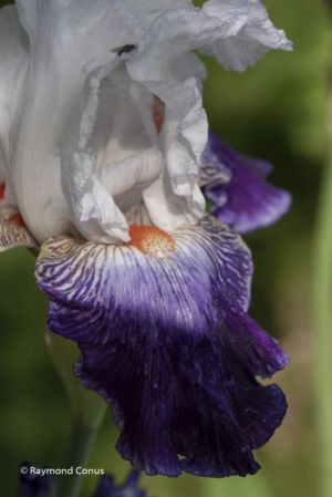 The iris (15)