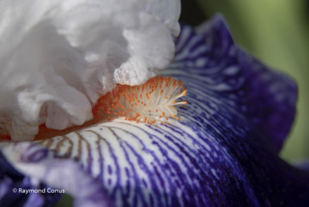 The iris (19)