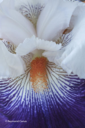 The iris (1)