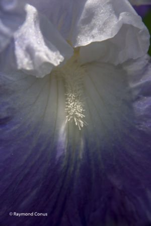 The iris (23)