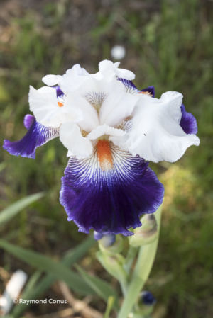 The iris (2)