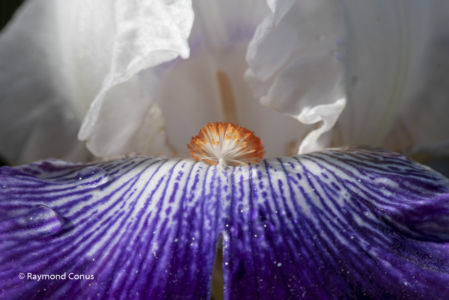 The iris (33)