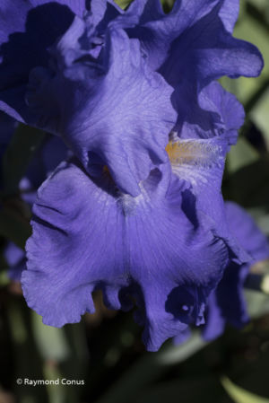 The iris (51)