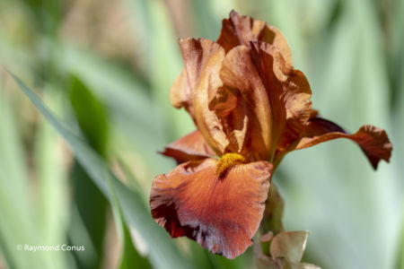 The iris (59)