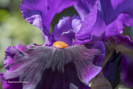 The iris (5)