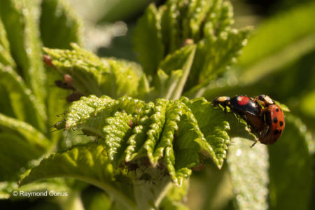 The ladybug (10)