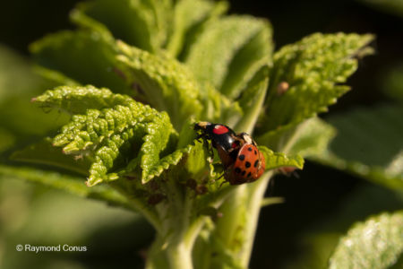The ladybug (11)