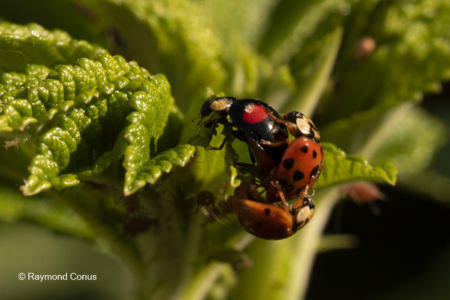 The ladybug (12)