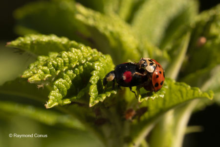 The ladybug (13)