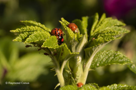 The ladybug (15)