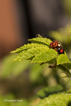 The ladybug (17)