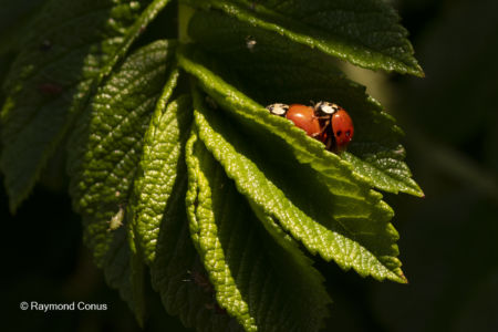 The ladybug (18)