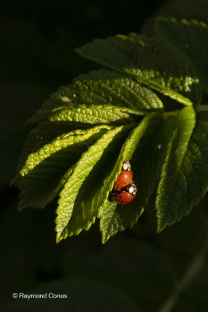 The ladybug (19)