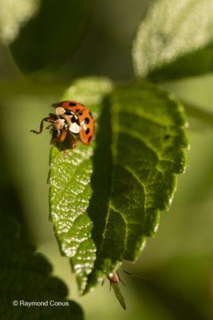 The ladybug (1)