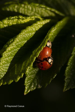 The ladybug (20)