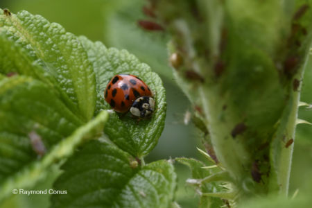 The ladybug (21)