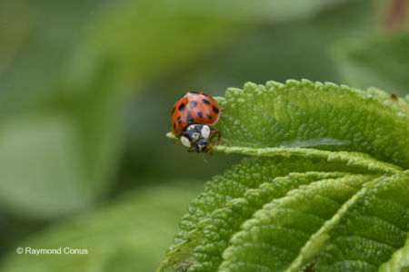 The ladybug (22)