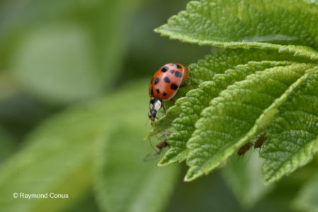 The ladybug (23)