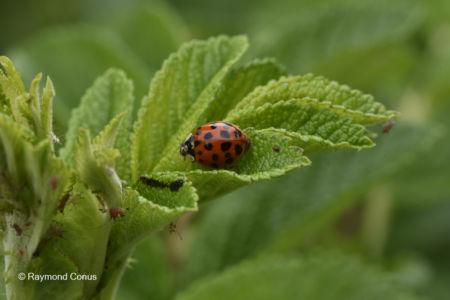 The ladybug (24)