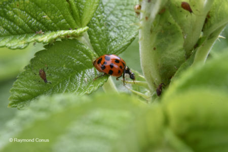 The ladybug (25)