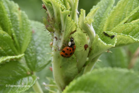 The ladybug (26)