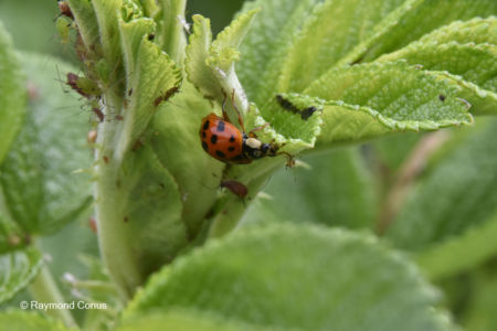 The ladybug (27)