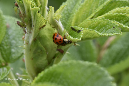 The ladybug (28)