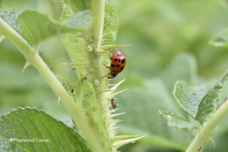 The ladybug (29)