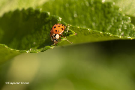 The ladybug (2)
