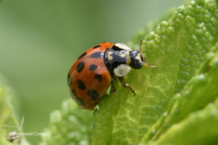 The ladybug (31)