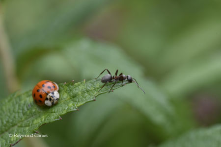 The ladybug (32)