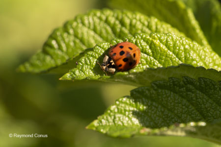 The ladybug (3)