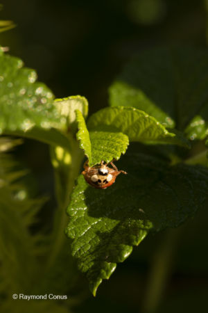 The ladybug (8)