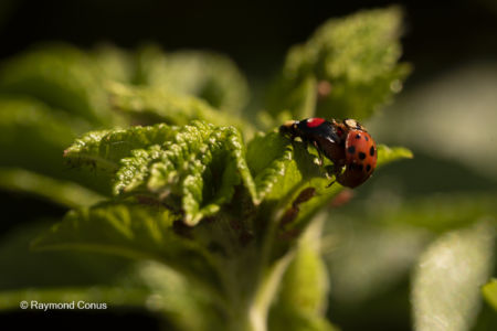 The ladybug (9)
