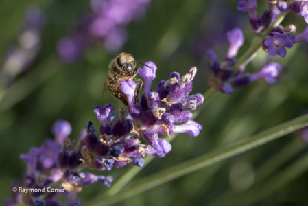 The lavender (19)