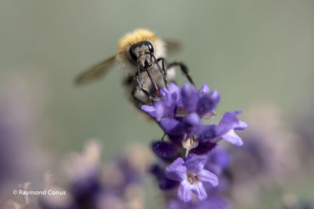 The lavender (2)