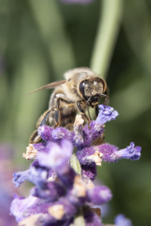 The lavender (40)