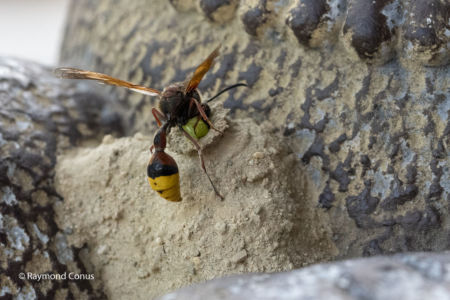 The potter wasp (10)