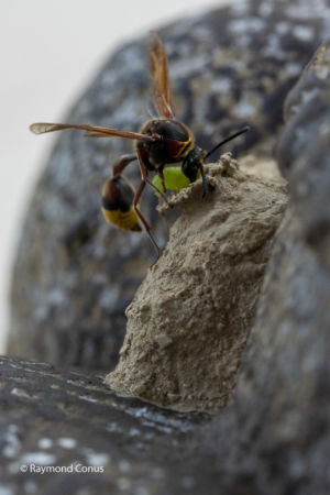 The potter wasp (11)