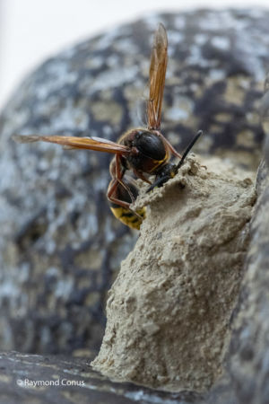 The potter wasp (12)