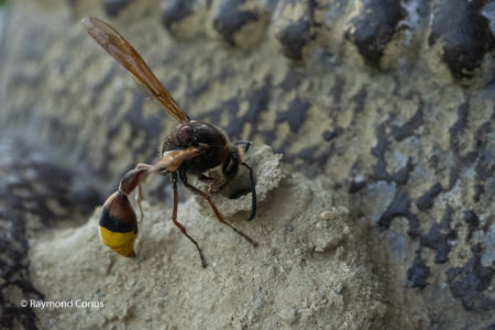 The potter wasp (13)