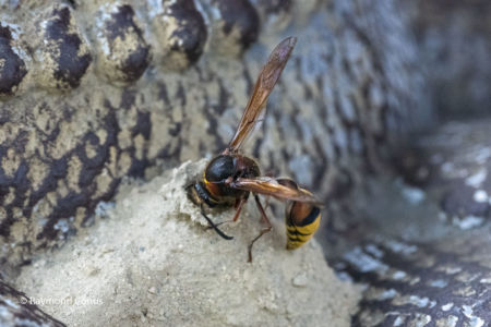 The potter wasp (14)