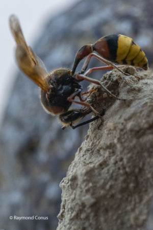 The potter wasp (17)