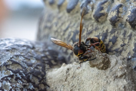 The potter wasp (19)