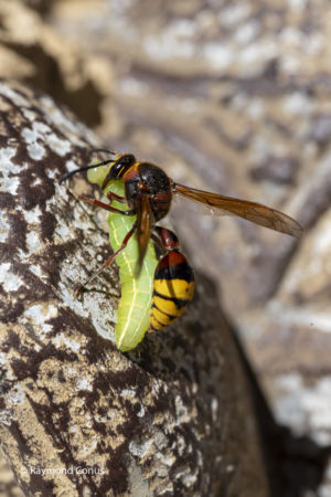 The potter wasp (1)