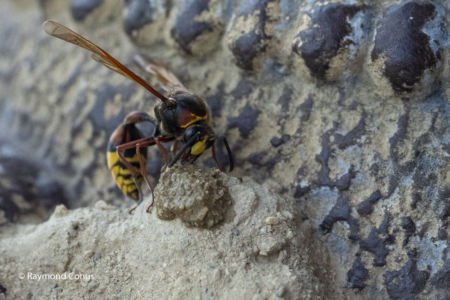 The potter wasp (20)