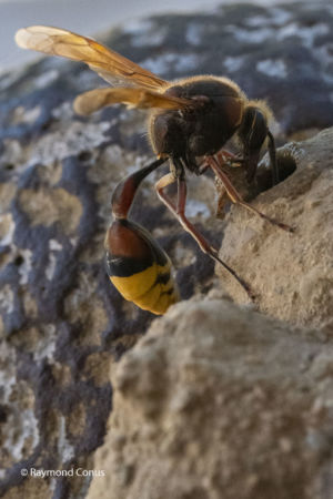 The potter wasp (21)