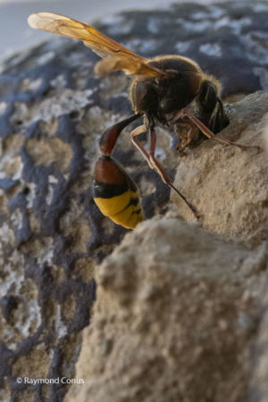 The potter wasp (22)
