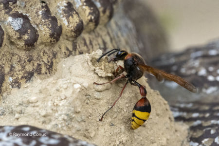 The potter wasp (23)
