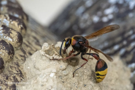 The potter wasp (24)
